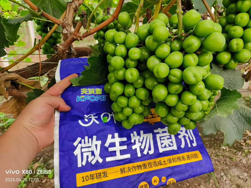 葡萄的種植方法和技術(shù)-葡萄用沃葉水溶肥效果.png