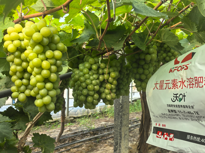葡萄的種植方法和技術(shù)-葡萄用沃葉水溶肥效果2.png