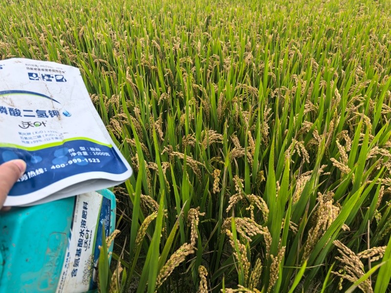 磷酸二氫鉀怎么用-水稻用沃葉水溶肥效果.jpg